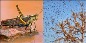 image: Locust Team Uttarakhand Alert