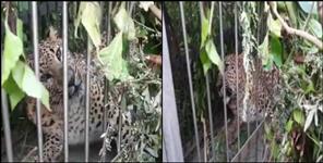 image: Man eater leopard caught in cage in pithoragarh