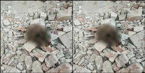 image: Skeleton found in dehradun