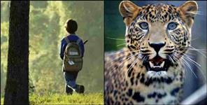 image: Nainital 5 Years Boy took brave step in front of Leopard