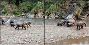 image: Elephant with family in Kotdwar