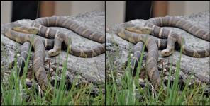 image: King cobra mating in the forest of Uttarakhand