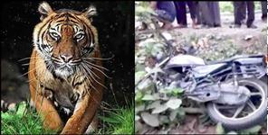 image: Tiger attack on youth in Ramnagar