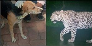 image: Guldar came to Bageshwar's house