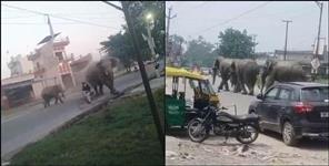 image: elephants came on Haridwar Laksar National Highway