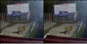 image: Leopard seen in CCTV in Pauri Garhwal