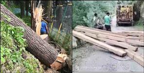 image: Deodar trees cut illegally in Chakrata Kanasar Range