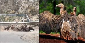 Vultures Return to Pauri Hills After 15 Years