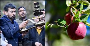 image: Apple festival boom in harshil