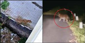 image: Leopards are running towards the city due to fear of tiger in Uttarakhand
