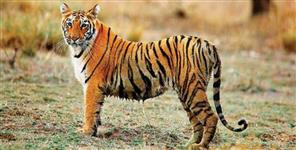 image: Tigress missing in Rajaji National Park