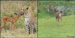 image: Tiger walking near by deer in Corbett National Park