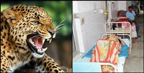 image: Leopard fear in Haldwani