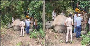 image: Elephant dead Body found in tanda range