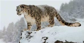 image: Pictures of Snow leopard from Nanda Devi National Park