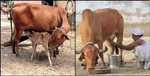 image: Benefits of pahadi cow milk of uttarakhand