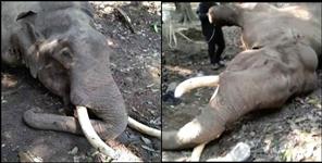 image: Fight between two elephants in Rajaji National Park