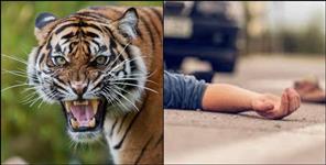 image: Tiger attack a man in nainital