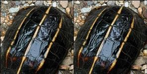 Rare Three-Striped Hill Turtle Spotted in Dehradun