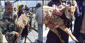 image: SDRF rescues deer baby from Bhagirathi river