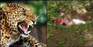 image: Leopard attack on Dhanuli Devi of Haldwani Bhaduyni village