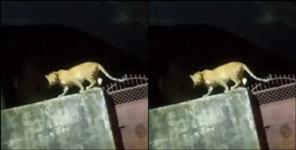 image: Leopard in nainital college