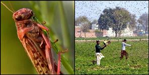 image: Alert issued on Locust attack uttarakhand