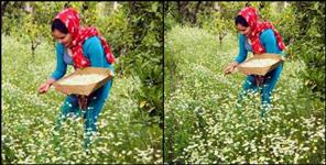 image: Haldwani Rama Bisht Herbs Cultivation