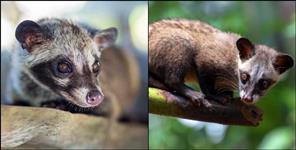 image: Rare palm civet seen in Uttarakhand Munsiyari