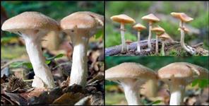 Three Hospitalized After Eating Wild Mushrooms in Almora