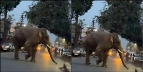 image: elephant terror in haridwar