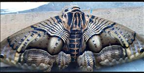 image: Big size butterfly shown in badrinath dham