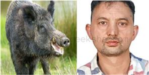 image: Teacher Dies in Wild Boar Attack in Pithoragarh
