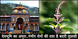 image: BENEFIT OF BADRI TULSI BADRINATH