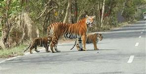 image: Tigress and two cubs in Nandhaur forest reserve