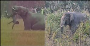 image: Elephant kills youth in dehradun jungle