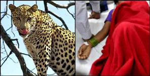 image: Leopard attacked on women in pithoragarh