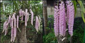 image: Foxtail orchid blooming in Uttarkashi