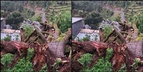 image: Giant tree fell on house in Bageshwar
