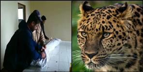 image: Leopard killed 10 years old girl in pauri
