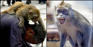 image: Public gets big relief from monkey terror in Uttarakhand