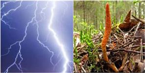 image: Two Youths Died Due To Lightning In Pithoragarh