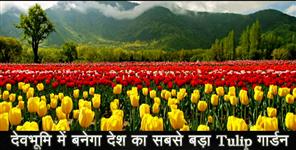 image: INDIAS LARGEST TULIP GARDEN TO OPEN IN UTTARAKHAND