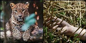 image: leopard killed women in dehradun