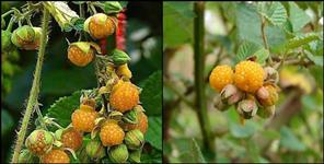 image: Benefits of hisar husul of uttarakhand