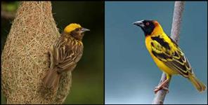 image: finn weaver bird in uttarakhand