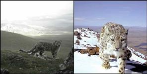 image: Snow Leopard in Chamoli District