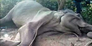 image: Elephant death in Jim Corbett National Park