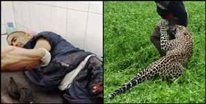 image: Leopard attacked farmer in rudraprayag