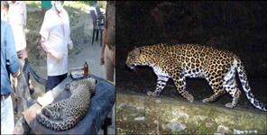 image: Vehicle hit leopard Cub in Haridwar Shyampur